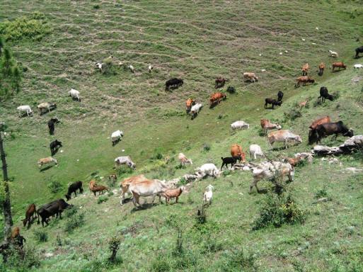 cattle field :)  